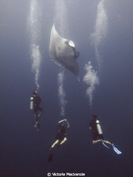 Manta Magic! by Victoria Mackenzie 